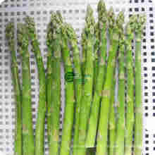 Asperges vertes IQF